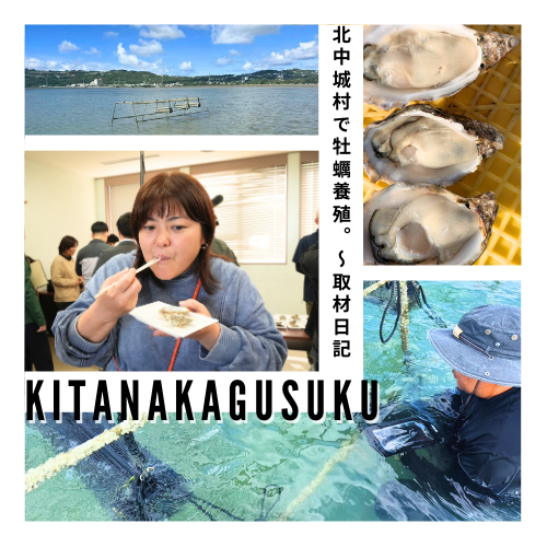 北中城発・海の新たな魅力。マガキ養殖実証実験の成果と観光への展望